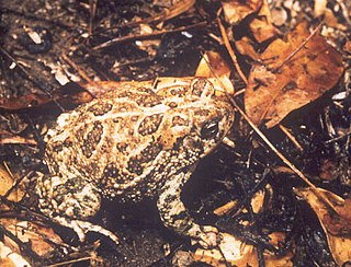 <span class="mw-page-title-main">Great Plains toad</span> Species of amphibian