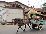 Poney Lombok alezan, attelé à un cidomo.