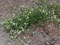 Western virgin's-bower (Clematis ligusticifolia)