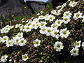 Mount Chōkai, Yamagata pref., Japan