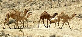 Groep dromedoarisn in Israël