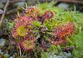 <i>Drosera rotundifolia</i> Species of flowering plant in the sundew family Droseraceae