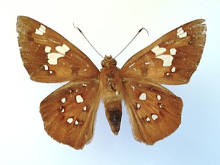 <i>Dyscophellus</i> Genus of butterflies