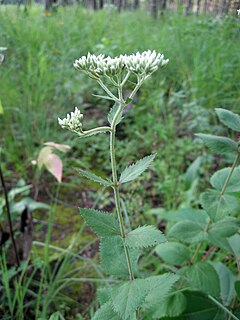 <i>Eupatorium rotundifolium</i> species of plant