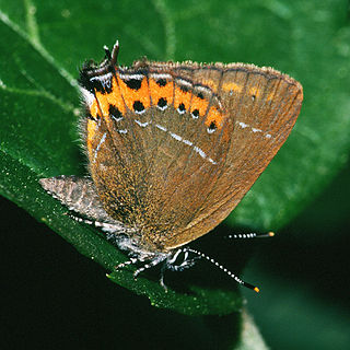 <i>Satyrium</i> (butterfly) Butterfly genus in family Lycaenidae