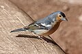 39 Fringilla coelebs canariensis 01 uploaded by Llez, nominated by Llez,  24,  0,  0