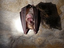 Greater Horseshoe Bat Grand Rhinolophe 2.jpg