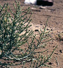 Salsola stocksii Haloxylon stocksii 1.jpg