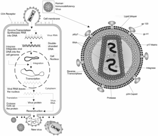 <span class="mw-page-title-main">Retrovirus</span> Family of viruses