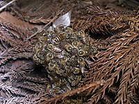 Abeilles asiatiques japonaises formant une « boule d'abeilles » dans laquelle deux frelons (Vespa simillima xanthoptera) sont englués et chauffés (défense par hyperthermie). Yokohama (Japon).