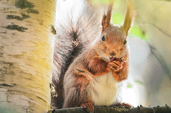 Hungry squirrel in Svensksundsviken. Photograph: User:Mukkasfoto