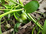 Immature fruits of Ipomoea aquatica