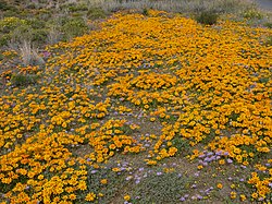 Karoo a la primavera prop de Laingsburg