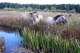 Chevaux gris broutant près d'un lac.