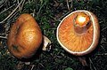 young fruit bodies, at Selters/Taunus (Germany)