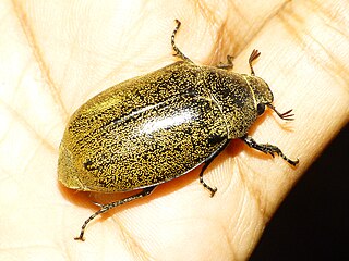 <i>Leucopholis</i> Genus of beetles