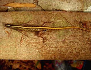 <i>Lipinia</i> Genus of lizards