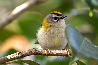 <span class="mw-page-title-main">Madeira firecrest</span> Very small passerine bird in the kinglet family from Madeira