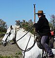 Gardian mit Dreizack in der Camargue