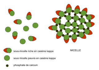 <span class="mw-page-title-main">Casein</span> Family of proteins found in milk