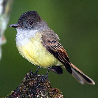 <span class="mw-page-title-main">Dusky-capped flycatcher</span> Species of bird