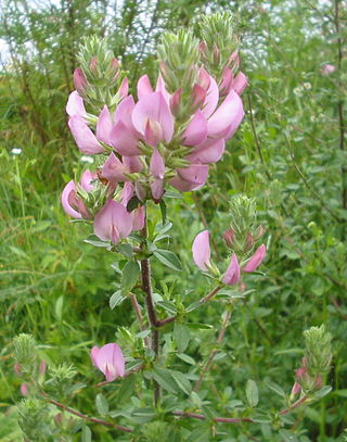 <i>Ononis arvensis</i> Species of plant in the family Fabaceae