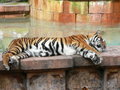 Tiger (Panthera tigris)