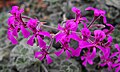 Pelargonium 'Yurtle the Purple'