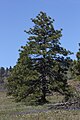 Pinus ponderosa