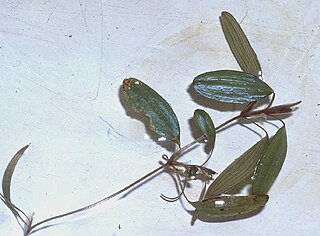 <i>Potamogeton diversifolius</i> Species of aquatic plant