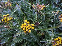 Senecio carniolicus Jacobaea carniolica