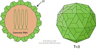 <i>Solemoviridae</i> Family of viruses