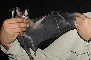 <span class="mw-page-title-main">Spectral bat</span> Species of bat