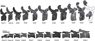 <i>Tambatitanis</i> Genus of titanosauriform sauropod dinosaur