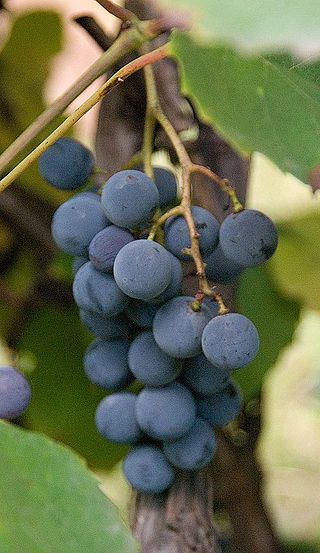 <span class="mw-page-title-main">Tamjanika</span> Variety of grape