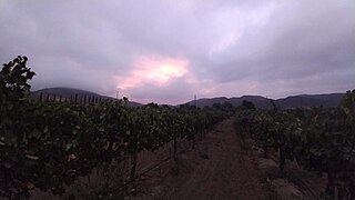 <span class="mw-page-title-main">Temecula Valley AVA</span> American Viticultural Area in California