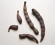 Mohren-, Negerpfeffer (ähnlich ist Affen- oder Burropfeffer Xylopia aromatica)