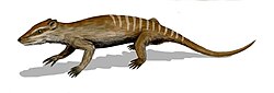 Yanoconodon BW.jpg