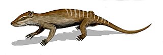 <i>Yanoconodon</i> Extinct family of mammals