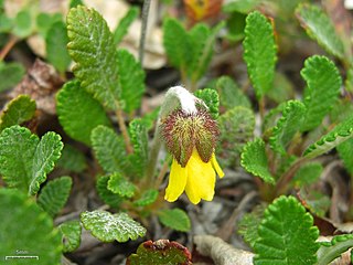 <i>Dryas drummondii</i> Species of flowering plant