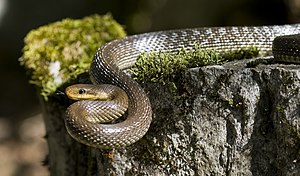 Äskulapnater (Zamenis longissimus) LC - least concern (ei trüüwet)