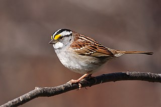 <span class="mw-page-title-main">White-throated sparrow</span> Species of bird