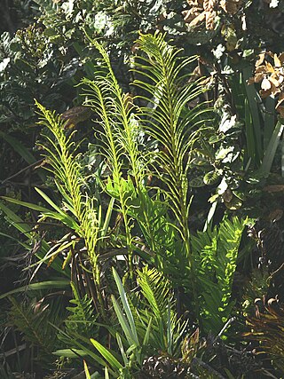 <i>Plagiogyria</i> Genus of ferns