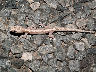 <i>Amalosia rhombifer</i> Species of lizard