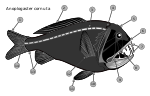 Esqueleto del Anoplogaster cornuta