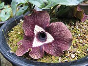 Asarum delavayi