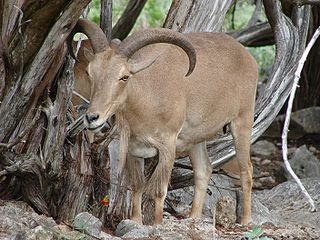 <span class="mw-page-title-main">Barbary sheep</span> Species of mammal