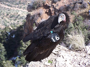 California condor