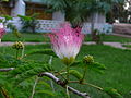 Calliandra surinamensis