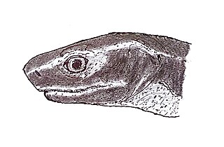 <i>Carrolla</i> Extinct genus of amphibians